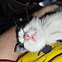 Horéo participe au concours pour gagner de l'argent avec cette photo : cat, sleeping, close_up, pink_nose, whiskers, black_and_white, fur, person_arm, yellow_shirt, indoor, resting, cozy, pet, animal, cute, domestic_cat, relaxation, soft_fur, face, nap
