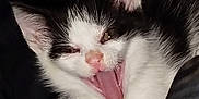 Horéo participe au concours pour gagner de l'argent avec cette photo : kitten, cat, black_and_white, tongue_out, paw, fur, pet, animal, cute, playful, whiskers, sleepy, close_up, adorable, small, young, mammal, indoors, face, expression