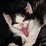 kitten, cat, black_and_white, tongue_out, paw, fur, pet, animal, cute, playful, whiskers, sleepy, close_up, adorable, small, young, mammal, indoors, face, expression