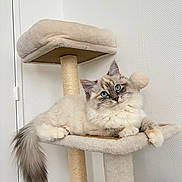 Asoya participe au concours pour gagner de l'argent avec cette photo : cat, blue_eyes, fluffy, cat_tree, indoor, pet, animal, fur, tail, whiskers, relaxing, cute, curious, beige, white_wall, feline, domestic_cat, paw, resting, home