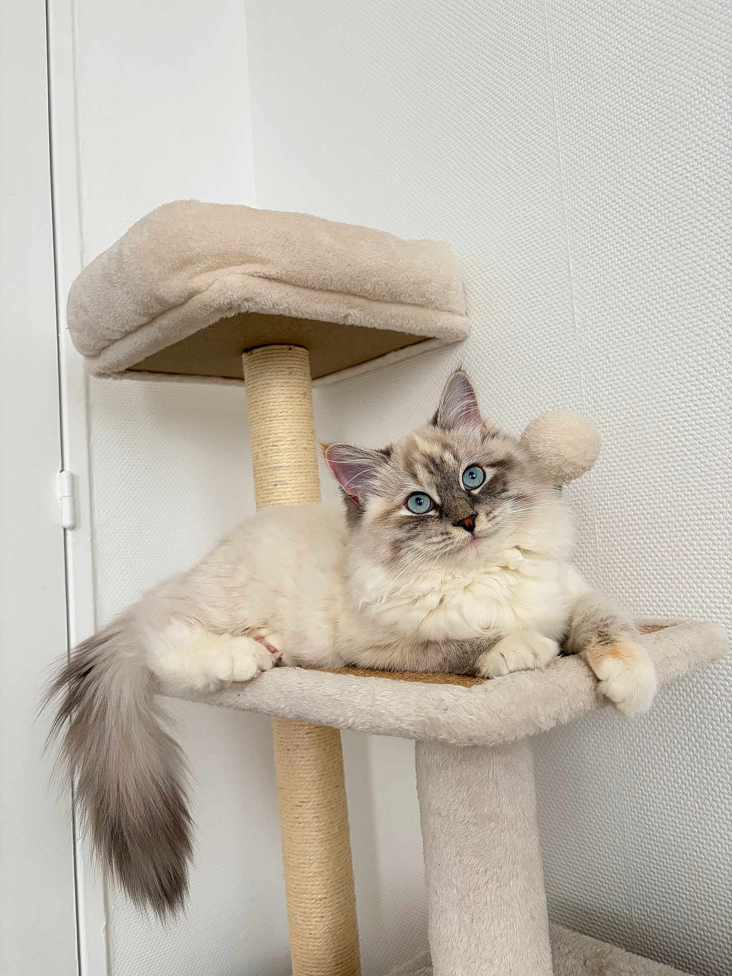 Asoya participe au concours pour gagner de l'argent avec cette photo : cat, blue_eyes, fluffy, cat_tree, indoor, pet, animal, fur, tail, whiskers, relaxing, cute, curious, beige, white_wall, feline, domestic_cat, paw, resting, home