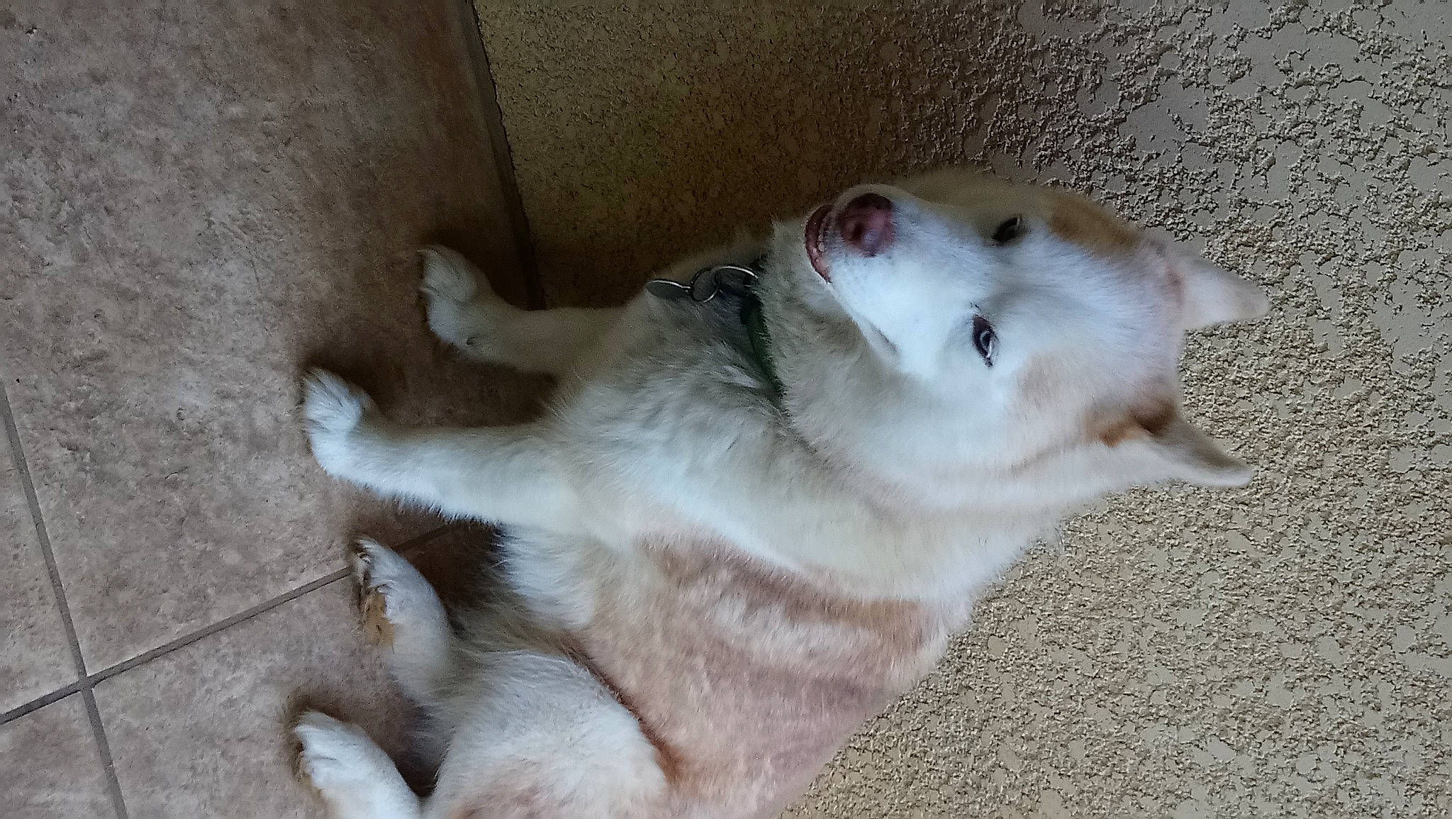 Irina a rejoint le concours — aidez-le/la à gagner de superbes lots ! canidae, carnivore, companion_dog, dog, dog_breed, fawn, felidae, fur, non_sporting_group, paw, small_to_medium_sized_cats, snout, sporting_group, tail, terrestrial_animal, whiskers