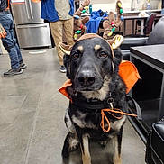 Crystal is registered to the contest to win money with this photo: black_dog, brown_dog, chair, collar, concrete_floor, costume, decorations, dog, floor, furniture, holiday, indoor, kitchen, leash, microwave, person, refrigerator, reindeer_antlers, sitting, table