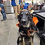 black_dog, brown_dog, chair, collar, concrete_floor, costume, decorations, dog, floor, furniture, holiday, indoor, kitchen, leash, microwave, person, refrigerator, reindeer_antlers, sitting, table