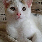 Plume a rejoint le concours — aidez-le/la à gagner de superbes lots ! kitten, cat, white_fur, pink_nose, curious_eyes, feline, pet, indoor, blanket, soft_texture, close_up, animal, cute, young_cat, resting, whiskers, ears, portrait, cozy, relaxed