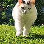 Plume participe au concours pour gagner de l'argent avec cette photo : cat, white_cat, walking, grass, greenery, outdoor, sunlight, hedge, pet, feline, nature, animal, cute, closeup, fur, garden, daylight, mammal, whiskers, paw