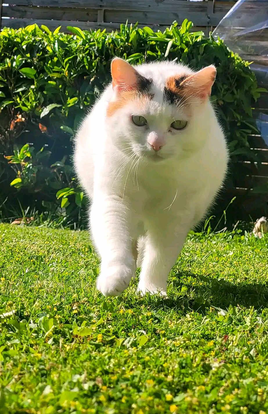 Plume participe au concours pour gagner de l'argent avec cette photo : cat, white_cat, walking, grass, greenery, outdoor, sunlight, hedge, pet, feline, nature, animal, cute, closeup, fur, garden, daylight, mammal, whiskers, paw