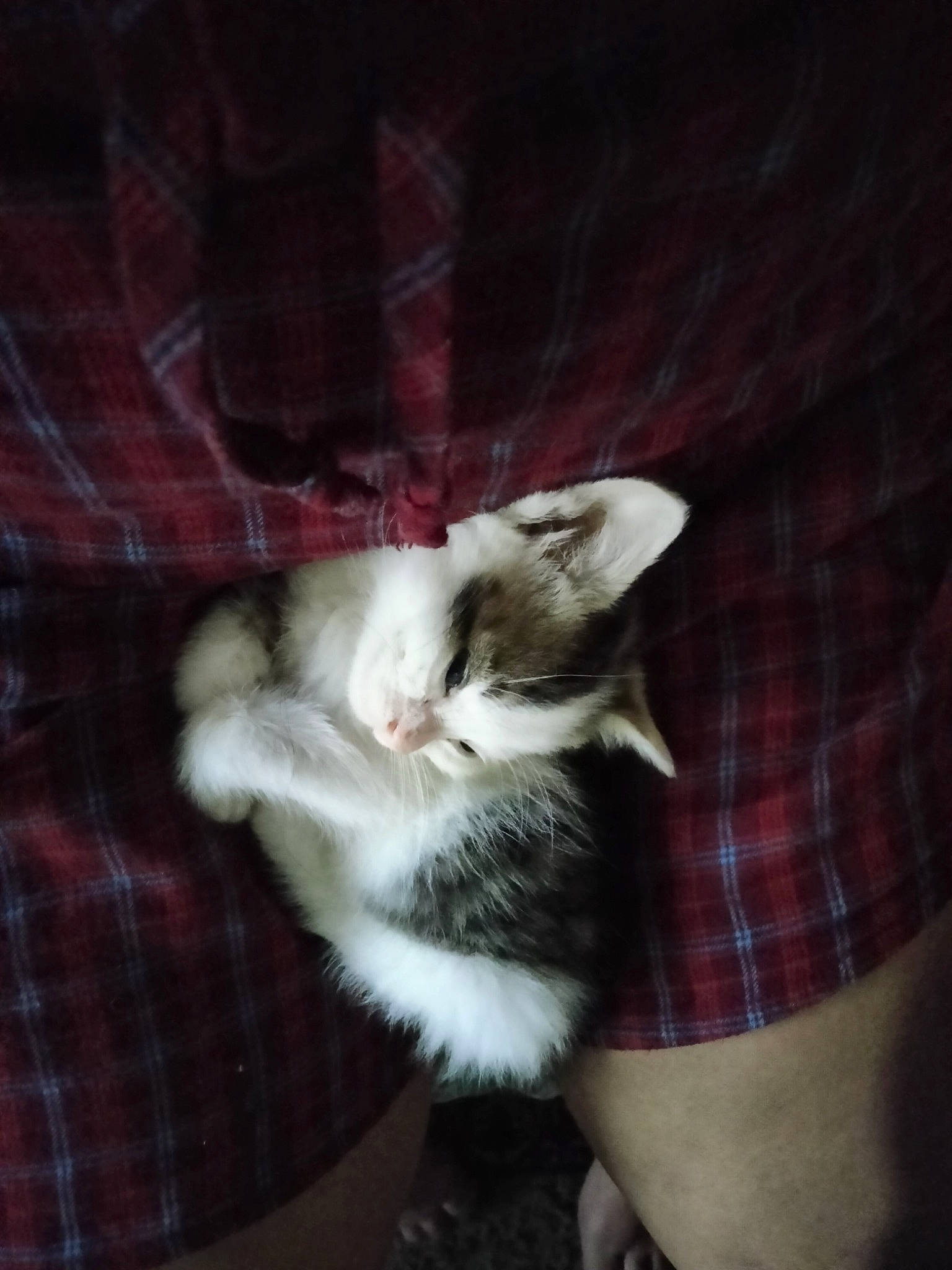 Hope is registered to the contest to win money with this photo: canidae, carnivore, cat, claw, comfort, companion_dog, dog_breed, domestic_short_haired_cat, felidae, fur, pattern, paw, plaid, small_to_medium_sized_cats, tail, tartan, whiskers