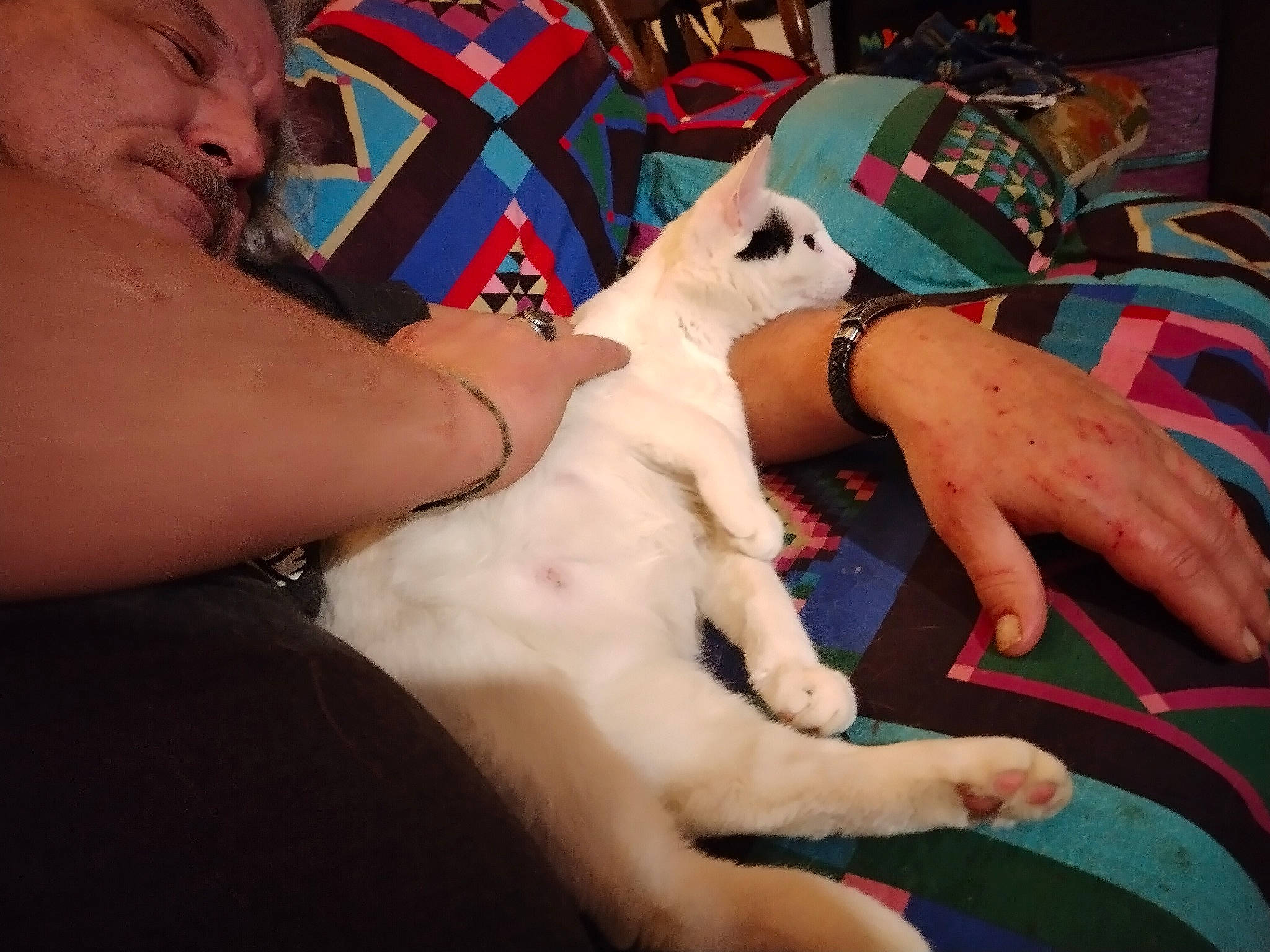 Pebbles is registered to the contest to win money with this photo: abdomen, chest, comfort, companion_dog, dog_breed, elbow, fawn, finger, gesture, human_leg, joint, knee, lap, leg, muscle, nail, neck, thigh, trunk, wrist