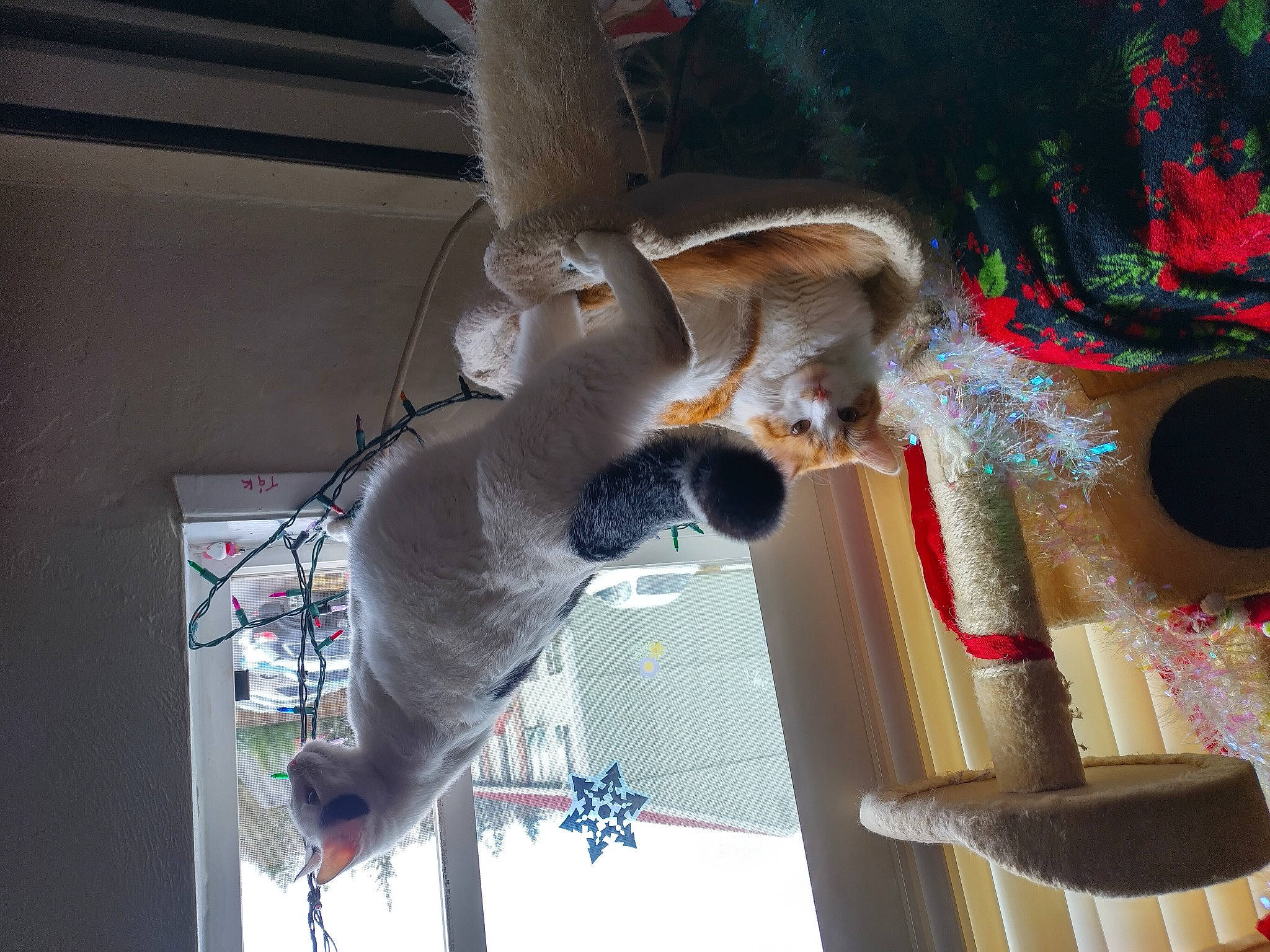 Pebbles is registered to the contest to win money with this photo: carnivore, event, fun, fur, natural_material, organism, plush, rabbit, stuffed_toy, tail, textile, toy, visual_arts