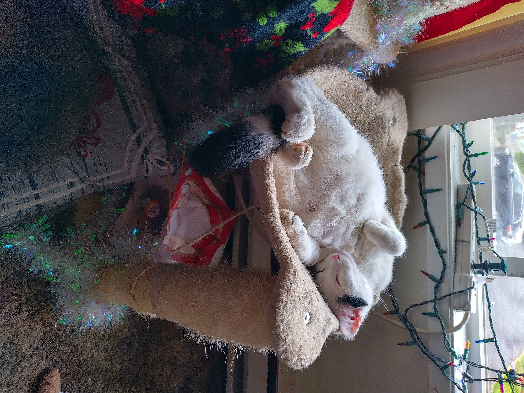 Pebbles joined the competition — help win amazing prizes! event, fawn, fun, fur, natural_material, plant, street_fashion, sunglasses, temple, textile, tradition, tree, wool