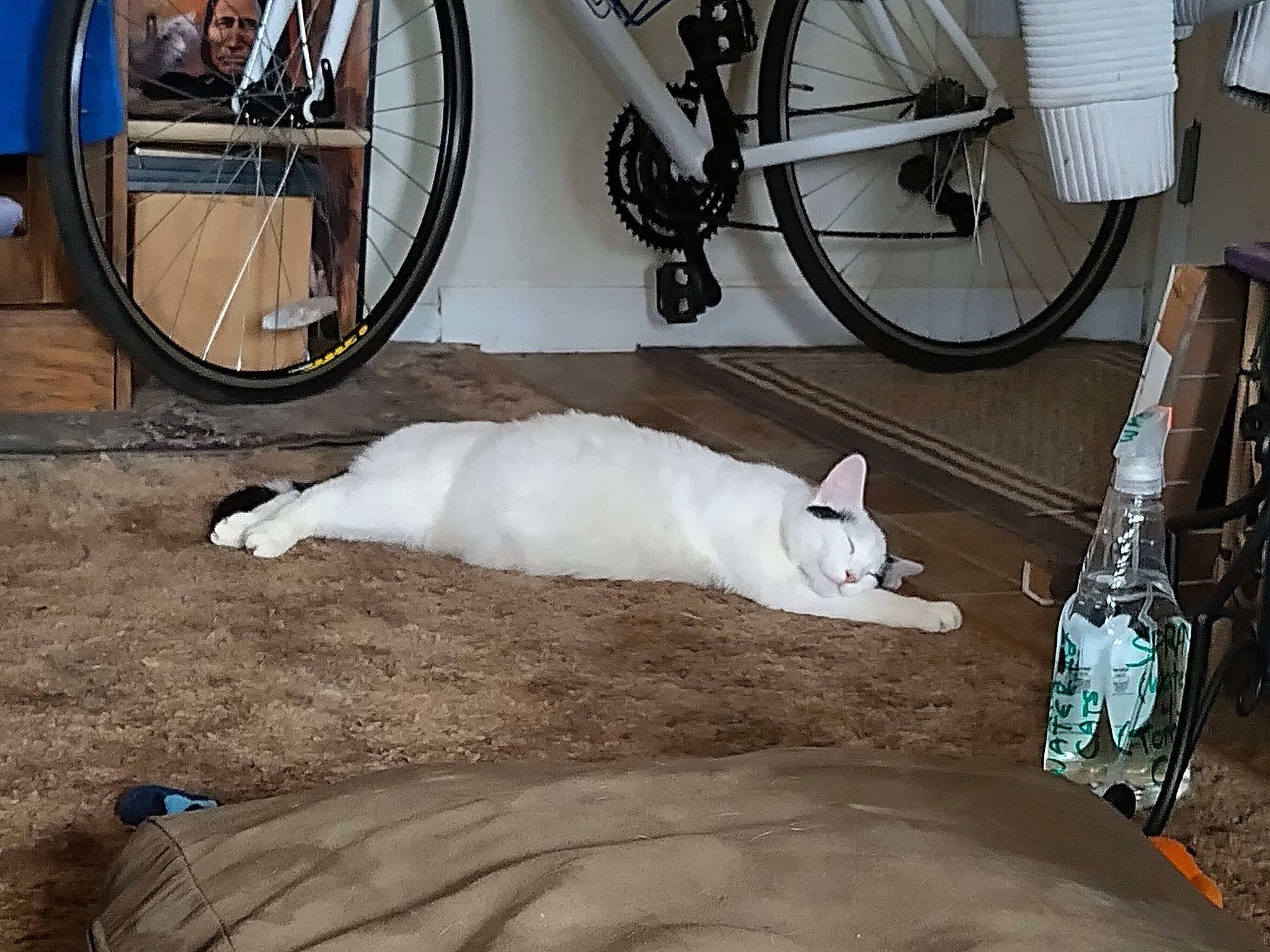 Pebbles joined the competition — help win amazing prizes! automotive_tire, bicycle, bicycle_chain, bicycle_fork, bicycle_frame, bicycle_handlebar, bicycle_part, bicycle_saddle, bicycle_tire, bicycle_wheel, bicycle_wheel_rim, bicycles_equipment_and_supplies, carnivore, cat, crankset, felidae, hub_gear, tire, wheel, white