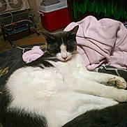 Baby joined the competition — help win amazing prizes! cat, sleeping, gray_and_white, bed, blanket, indoor, furniture, cooler, fan, relaxing, pet, animal, fur, paw, tail, comfort, rest, domestic, cozy, quiet