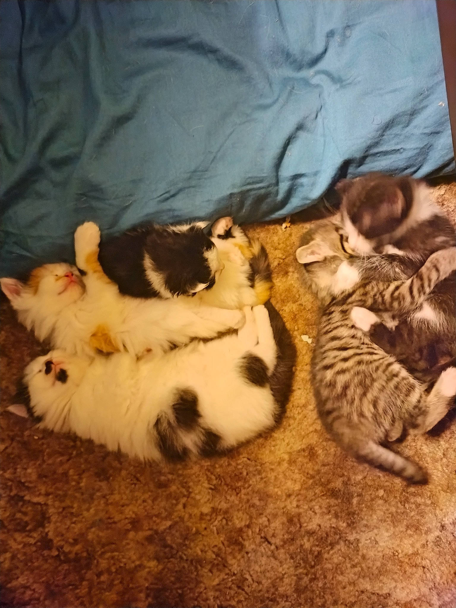 Pepper joined the competition — help win amazing prizes! canidae, carnivore, cat, comfort, domestic_short_haired_cat, felidae, fur, grass, mammal, pattern, paw, small_to_medium_sized_cats, sporting_group, tail, terrestrial_animal, vertebrate, whiskers