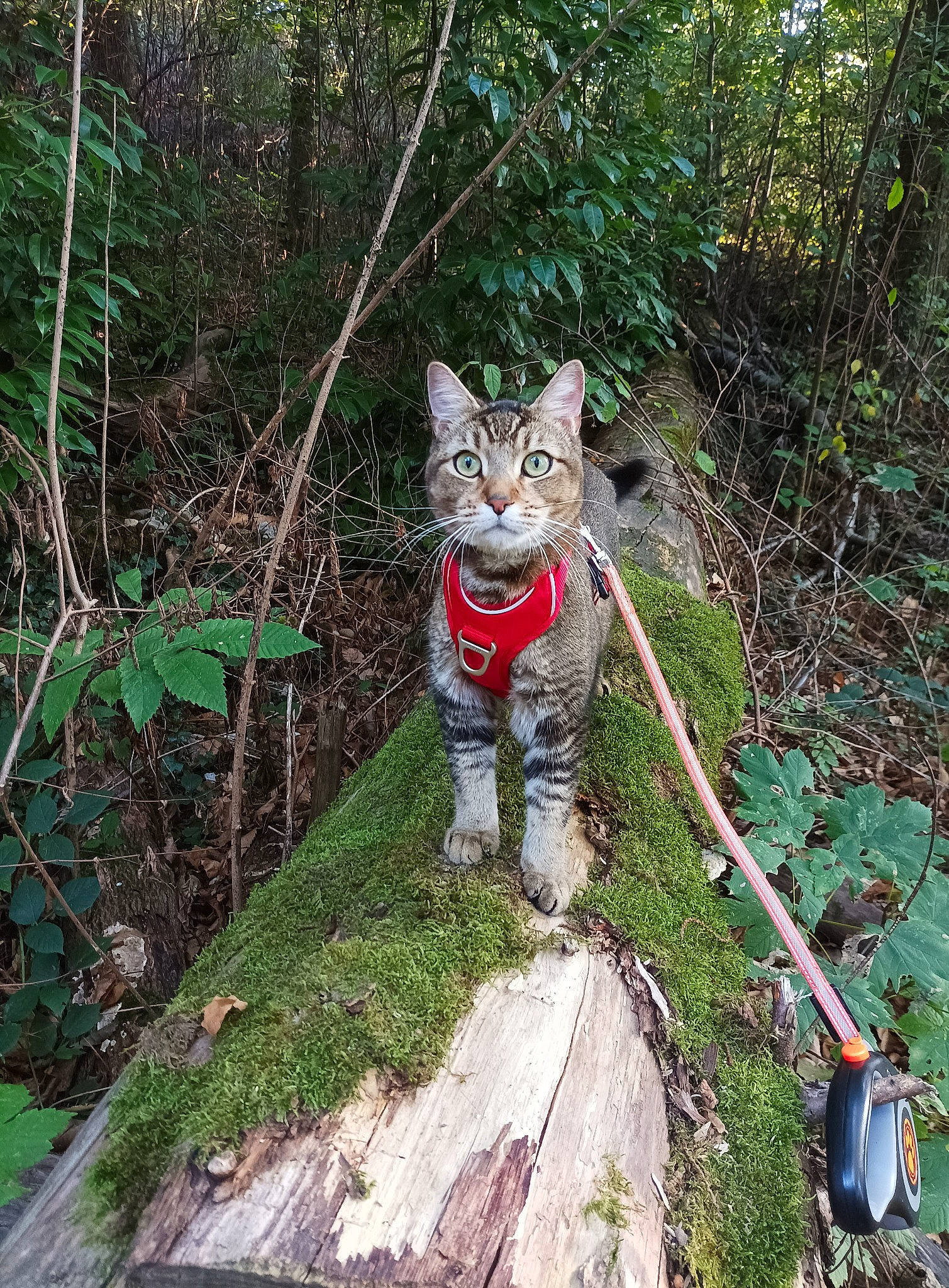 Sparrow a rejoint le concours — aidez-le/la à gagner de superbes lots ! adventure, carnivore, cat, domestic_short_haired_cat, felidae, forest, fur, grass, groundcover, jungle, northern_hardwood_forest, old_growth_forest, plant, recreation, small_to_medium_sized_cats, tail, trail, trunk, whiskers, woodland