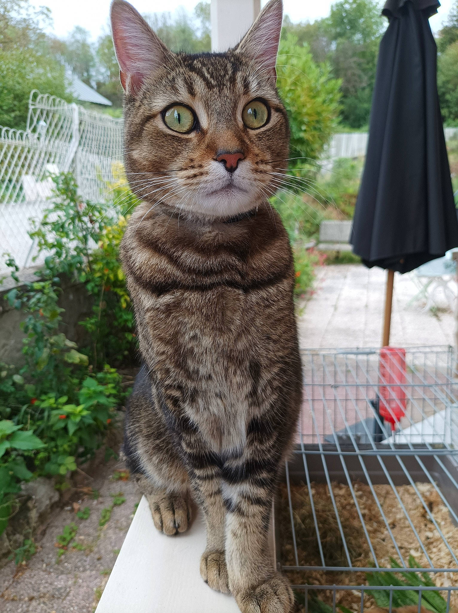 Sparrow participe au concours pour gagner de l'argent avec cette photo : carnivore, cat, claw, domestic_short_haired_cat, felidae, fur, grass, lynx, paw, plant, sitting, sky, small_to_medium_sized_cats, snout, tail, terrestrial_animal, tree, whiskers, wildlife