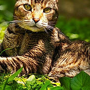 Sparrow a rejoint le concours — aidez-le/la à gagner de superbes lots ! animal, cat, closeup, daylight, ears, eyes, fur, grass, greenery, laying, mammal, nature, outdoor, pet, portrait, relaxing, serene, sunlight, tabby, whiskers