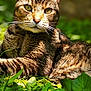 animal, cat, closeup, daylight, ears, eyes, fur, grass, greenery, laying, mammal, nature, outdoor, pet, portrait, relaxing, serene, sunlight, tabby, whiskers