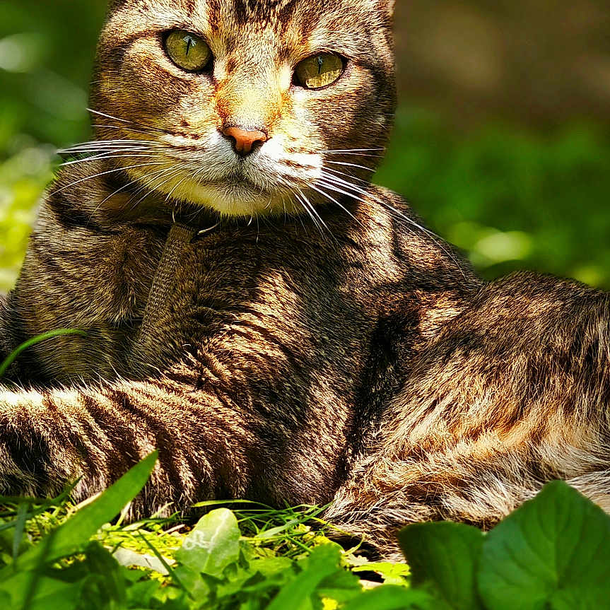 Sparrow a rejoint le concours — aidez-le/la à gagner de superbes lots ! animal, cat, closeup, daylight, ears, eyes, fur, grass, greenery, laying, mammal, nature, outdoor, pet, portrait, relaxing, serene, sunlight, tabby, whiskers