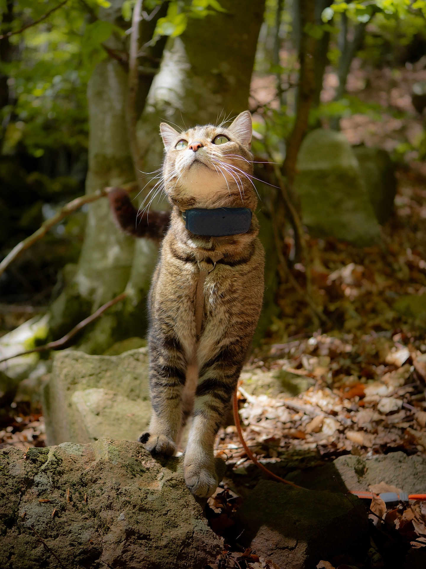 Sparrow participe au concours pour gagner de l'argent avec cette photo : abyssinian, animal, cat, den, grove, jungle, kitten, land, leaf, manx, nature, ocelot, outdoors, pet, plant, rock, soil, tree, vegetation, woodland