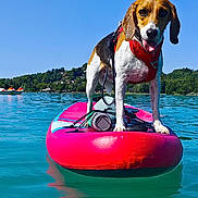 Uba participe au concours pour gagner de l'argent avec cette photo : adventure, animal, beagle, blue_sky, canine, dog, green_trees, harness, lake, nature, outdoor, paddleboard, pet, playful, recreation, reflection, summer, sunny, vacation, water