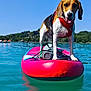 adventure, animal, beagle, blue_sky, canine, dog, green_trees, harness, lake, nature, outdoor, paddleboard, pet, playful, recreation, reflection, summer, sunny, vacation, water