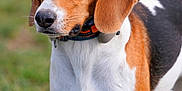 Uba participe au concours pour gagner de l'argent avec cette photo : animal, beagle, canine, dog, hound, pet, pointer, puppy, snout