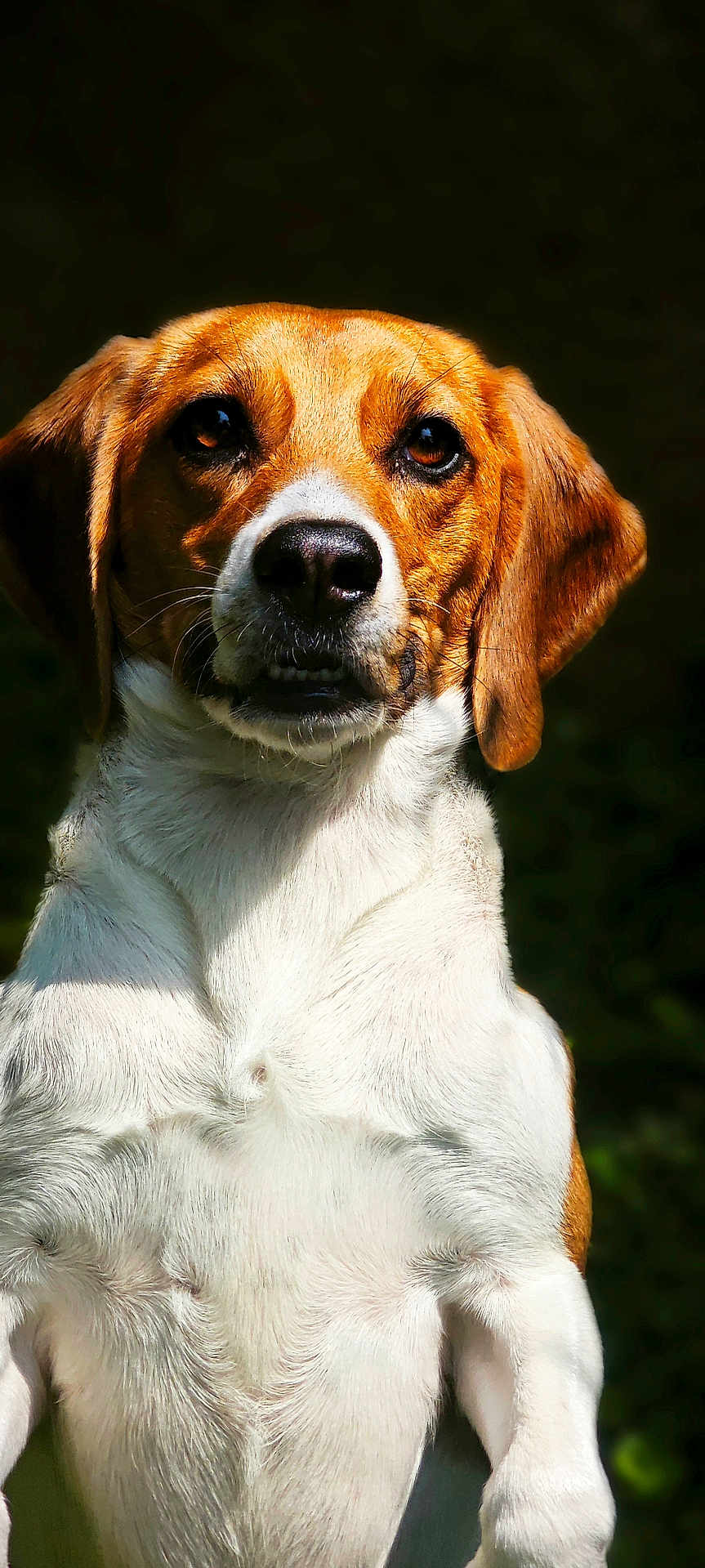 Uba a rejoint le concours — aidez-le/la à gagner de superbes lots ! animal, beagle, brown, canine, closeup, cute, dog, ears, expression, face, fur, looking, mammal, nature, nose, outdoor, pet, portrait, whiskers, white