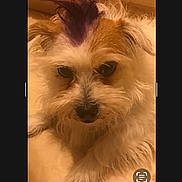 Tootie joined the competition — help win amazing prizes! dog, small_dog, scruffy_dog, fur, long_fur, brown_fur, white_fur, face, nose, eyes, ears, portrait, close_up, indoors, warm_lighting, pet, canine, sitting, smartphone_screen, photo_editing