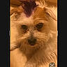 dog, small_dog, scruffy_dog, fur, long_fur, brown_fur, white_fur, face, nose, eyes, ears, portrait, close_up, indoors, warm_lighting, pet, canine, sitting, smartphone_screen, photo_editing