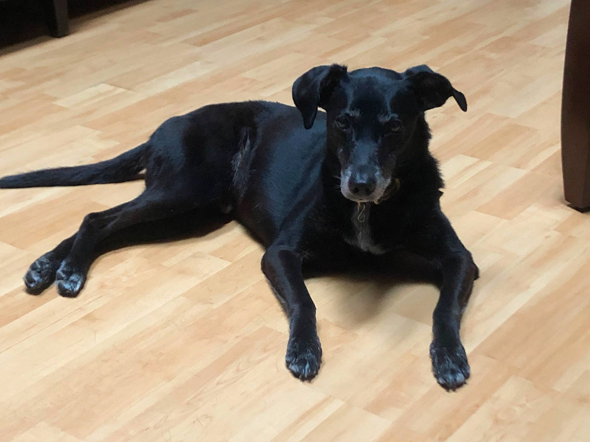 Edward joined the competition — help win amazing prizes! carnivore, companion_dog, dog, dog_breed, dog_collar, floor, flooring, fur, guard_dog, hardwood, laminate_flooring, retriever, sporting_group, tail, terrestrial_animal, varnish, wood, wood_flooring, wood_stain, working_animal