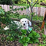 dog, white_dog, garden, plants, greenery, fence, wooden_fence, leaves, bush, tree, outdoor, nature, pet, animal, flora, decor, calm, relaxing, spring, summer