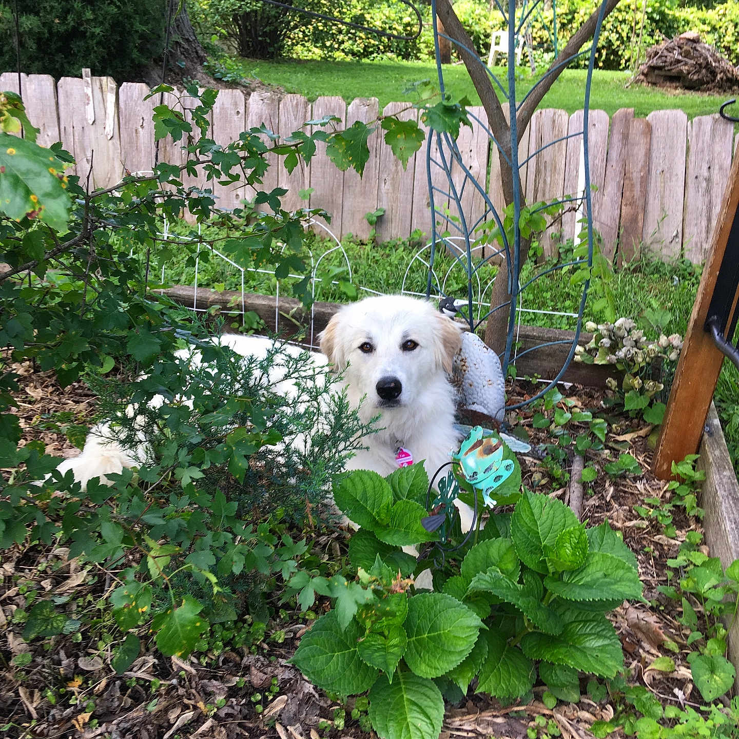 Schmook Wyakin joined the competition — help win amazing prizes! dog, white_dog, garden, plants, greenery, fence, wooden_fence, leaves, bush, tree, outdoor, nature, pet, animal, flora, decor, calm, relaxing, spring, summer