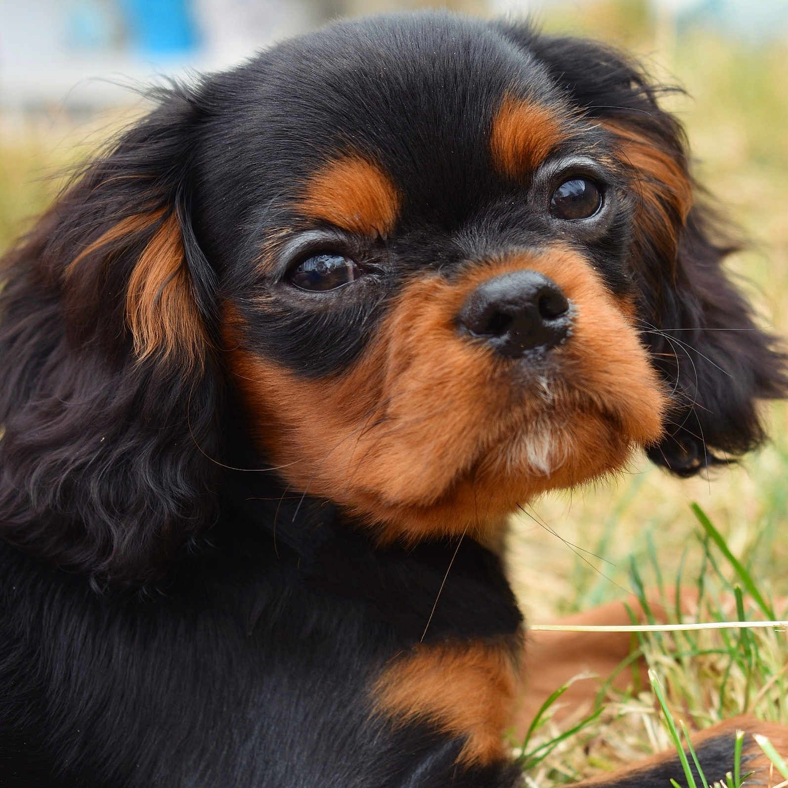 Oreo joined the competition — help win amazing prizes! adorable, animal, black_and_tan, canine, close_up, curious, cute, dog, ears, fluffy, fur, grass, nature, nose, outdoor, pet, portrait, puppy, resting, young