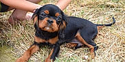 Oreo joined the competition — help win amazing prizes! puppy, dog, grass, outdoor, child, legs, arms, black, tan, pet, animal, cute, young, playing, nature, summer, resting, closeup, fur, eyes