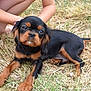 puppy, dog, grass, outdoor, child, legs, arms, black, tan, pet, animal, cute, young, playing, nature, summer, resting, closeup, fur, eyes