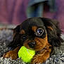 Oreo joined the competition — help win amazing prizes! puppy, dog, tennis_ball, carpet, close_up, brown, black, cute, pet, animal, playful, fluffy, indoor, young, small, fur, eyes, paws, toy, background_blur