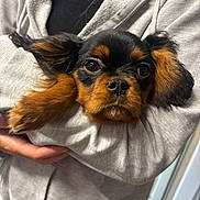 Oreo is registered to the contest to win money with this photo: puppy, dog, pet, cute, black_and_brown, fur, ears, face, nose, snout, human_arm, clothing, hoodie, holding, indoor, closeup, portrait, animal, companion, adorable
