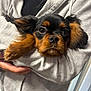 puppy, dog, pet, cute, black_and_brown, fur, ears, face, nose, snout, human_arm, clothing, hoodie, holding, indoor, closeup, portrait, animal, companion, adorable
