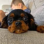 Oreo joined the competition — help win amazing prizes! puppy, dog, close_up, resting, couch, indoor, pet, cute, black_and_brown, face, fur, nose, whiskers, child, blurred_background, cozy, home, relaxing, animal, companion