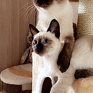 Nala Et Naïka participe au concours pour gagner de l'argent avec cette photo : balinese, carnivoran, cat, cat_like_mammal, domestic_short_haired_cat, fur, kitten, paw, siamese, small_to_medium_sized_cats, snout, snowshoe, thai, tonkinese, whiskers