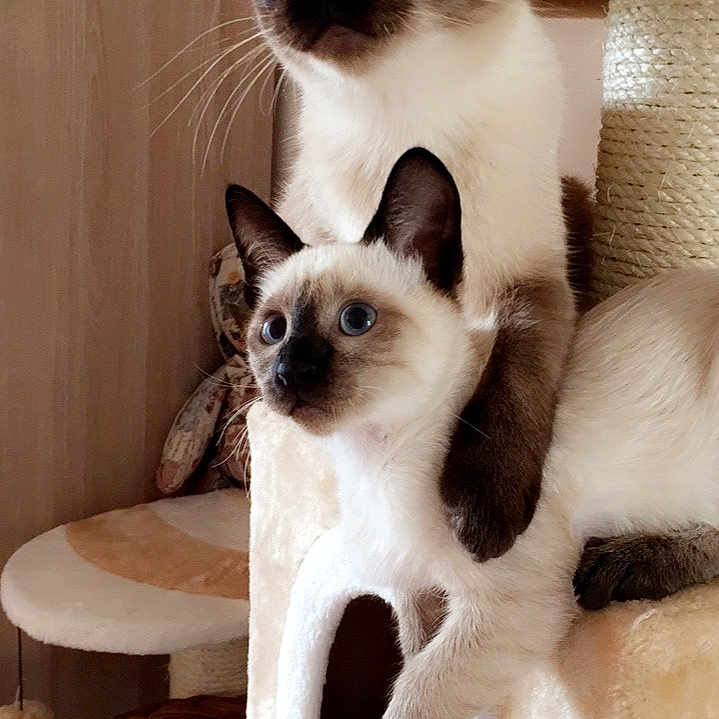 Nala Et Naïka
