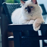 Aïko participe au concours pour gagner de l'argent avec cette photo : cat, blue_eyes, fluffy, lounging, table, indoor, furniture, close_up, pet, relaxed, white_fur, brown_fur, portrait, animal, domestic_cat, whiskers, paws, chair, soft_light, blurred_background