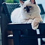 cat, blue_eyes, fluffy, lounging, table, indoor, furniture, close_up, pet, relaxed, white_fur, brown_fur, portrait, animal, domestic_cat, whiskers, paws, chair, soft_light, blurred_background