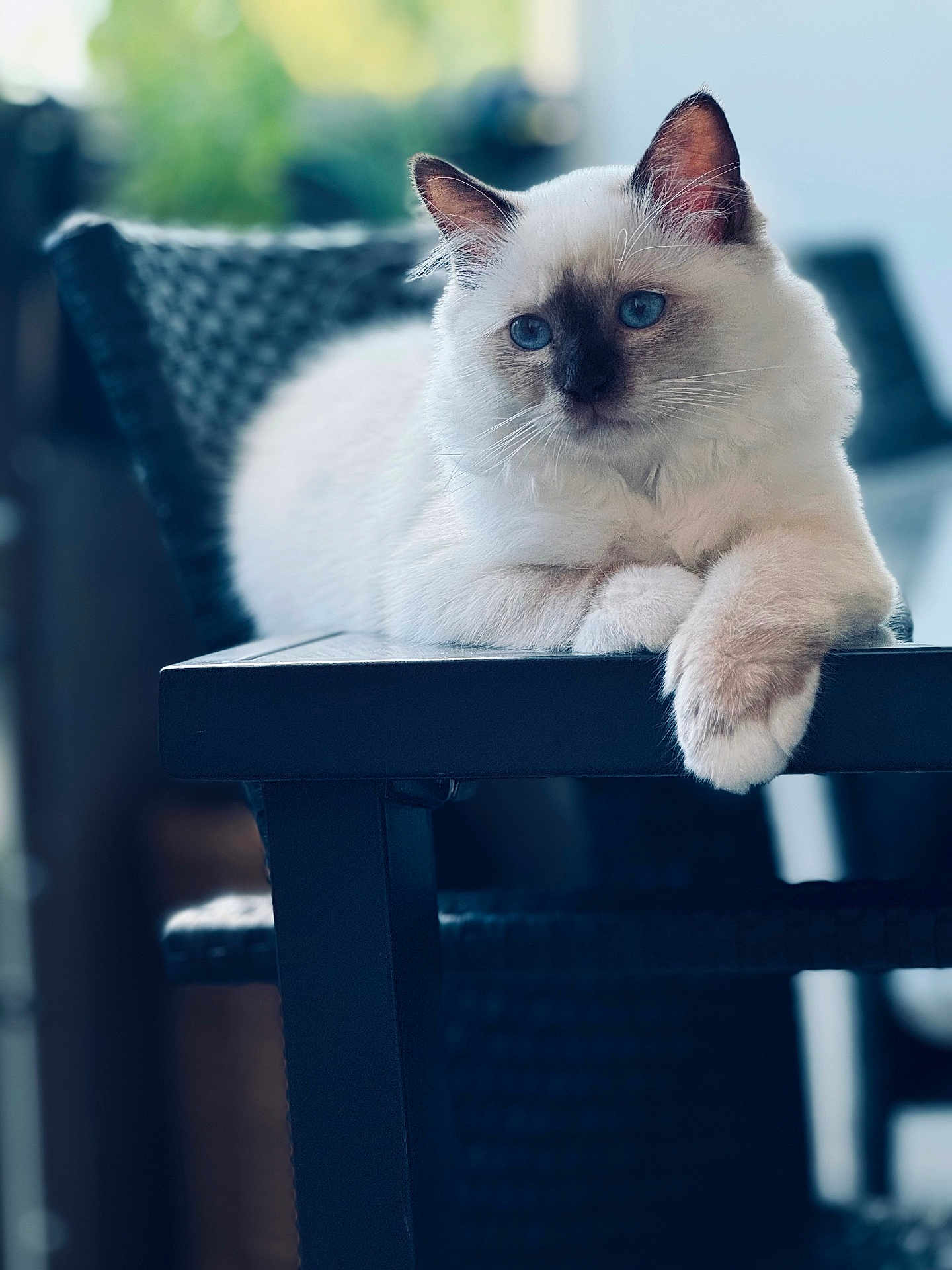 Aïko participe au concours pour gagner de l'argent avec cette photo : cat, blue_eyes, fluffy, lounging, table, indoor, furniture, close_up, pet, relaxed, white_fur, brown_fur, portrait, animal, domestic_cat, whiskers, paws, chair, soft_light, blurred_background