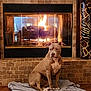 Grhacie joined the competition — help win amazing prizes! animal, blanket, brick_wall, brown_dog, canine, comfort, cozy, dog, fire, fireplace, home_interior, house, indoor, mantel, pet, relaxation, resting, sitting, warm, wood_floor