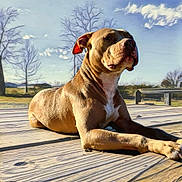 Grhacie is registered to the contest to win money with this photo: dog, outdoor, sunlight, wooden_deck, sky, clouds, bare_trees, animal, pet, summer, nature, mammal, relaxing, canine, daylight, portrait, resting, brown_fur, snout, ears