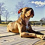 dog, outdoor, sunlight, wooden_deck, sky, clouds, bare_trees, animal, pet, summer, nature, mammal, relaxing, canine, daylight, portrait, resting, brown_fur, snout, ears