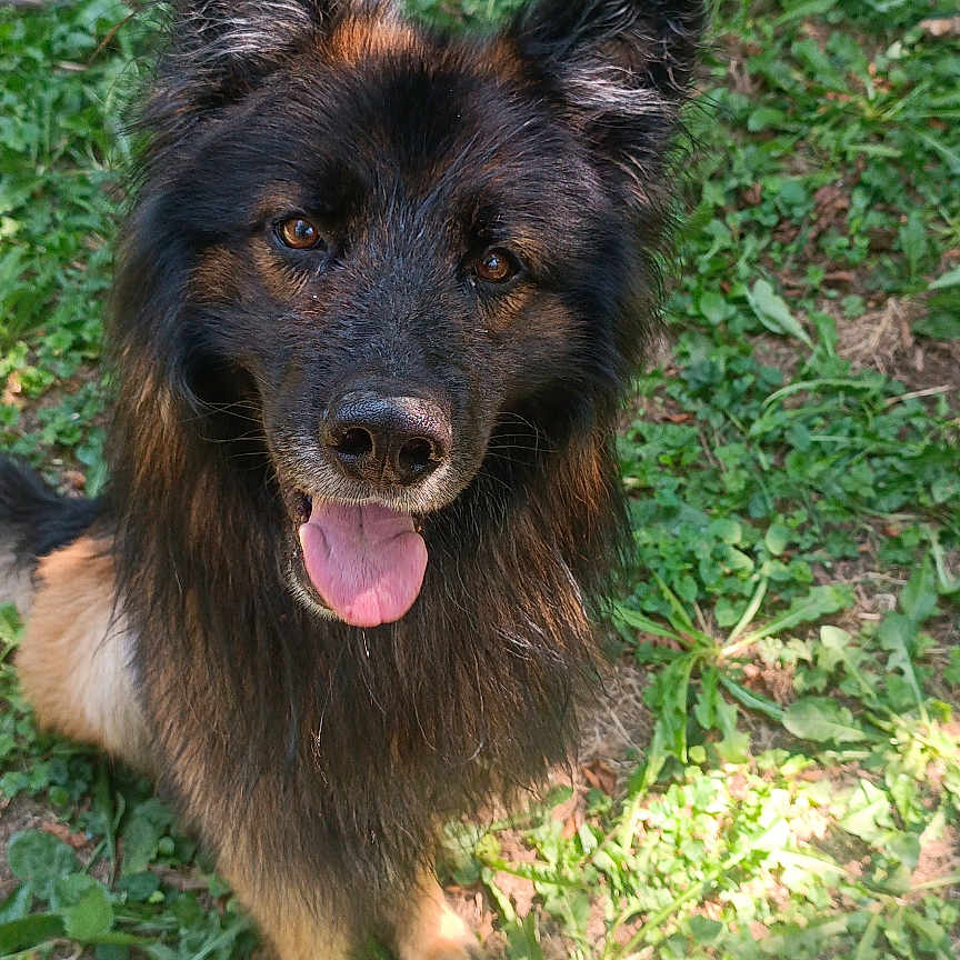 Arko a rejoint le concours — aidez-le/la à gagner de superbes lots ! dog, canine, pet, animal, grass, outdoor, sunlight, tongue_out, ears, fur, happy, playful, nature, looking_up, muzzle, brown, black, portrait, daylight, ground