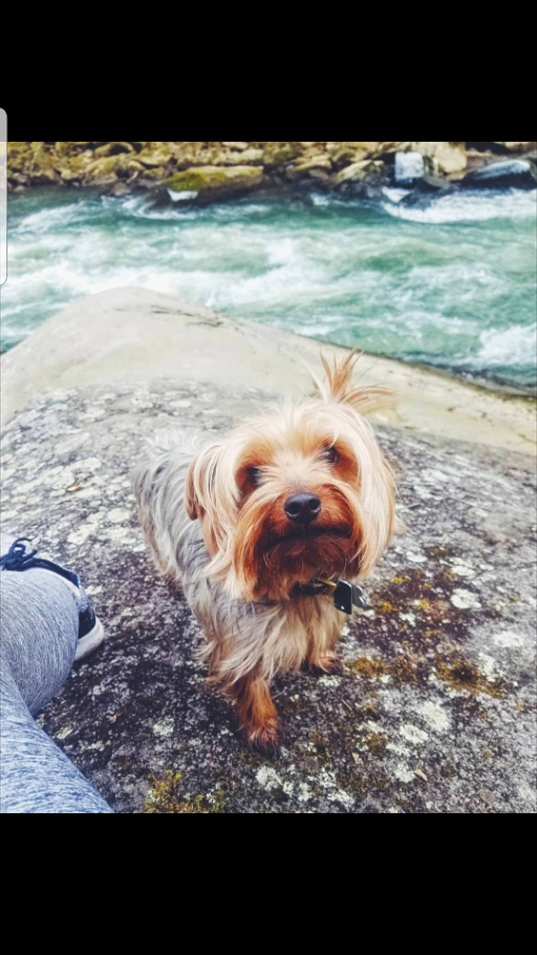 Elton is registered to the contest to win money with this photo: australian_silky_terrier, australian_terrier, canidae, carnivore, companion_dog, dog, dog_breed, glen_of_imaal_terrier, lhasa_apso, mammal, morkie, petit_basset_griffon_vendeen, rare_breed_dog, sapsali, small_terrier, sporting_group, terrier, tibetan_terrier, toy_dog, yorkshire_terrier